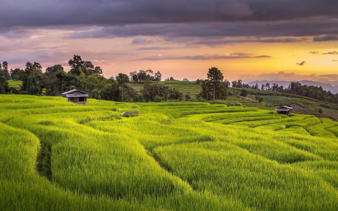 Rice Terraces in Thailand