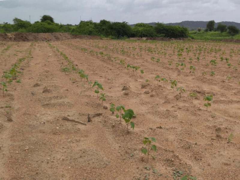 Raichur District, Karnataka, India