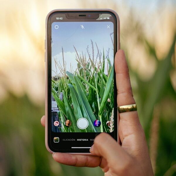 Woman photographing stalks of corn in a field